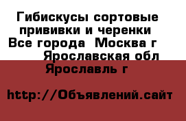 Гибискусы сортовые, прививки и черенки - Все города, Москва г.  »    . Ярославская обл.,Ярославль г.